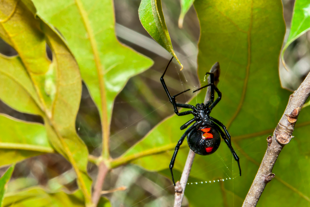 Black Widow Virginia's Venomous Spider- Holistic Pest Solutions