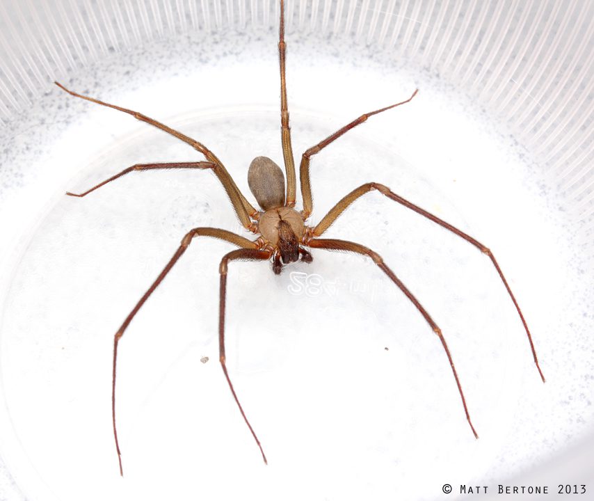 brown recluse web identification