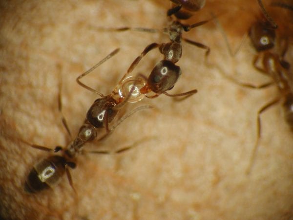 Managing Tawny Crazy Ants: Guidelines for the Pest Management