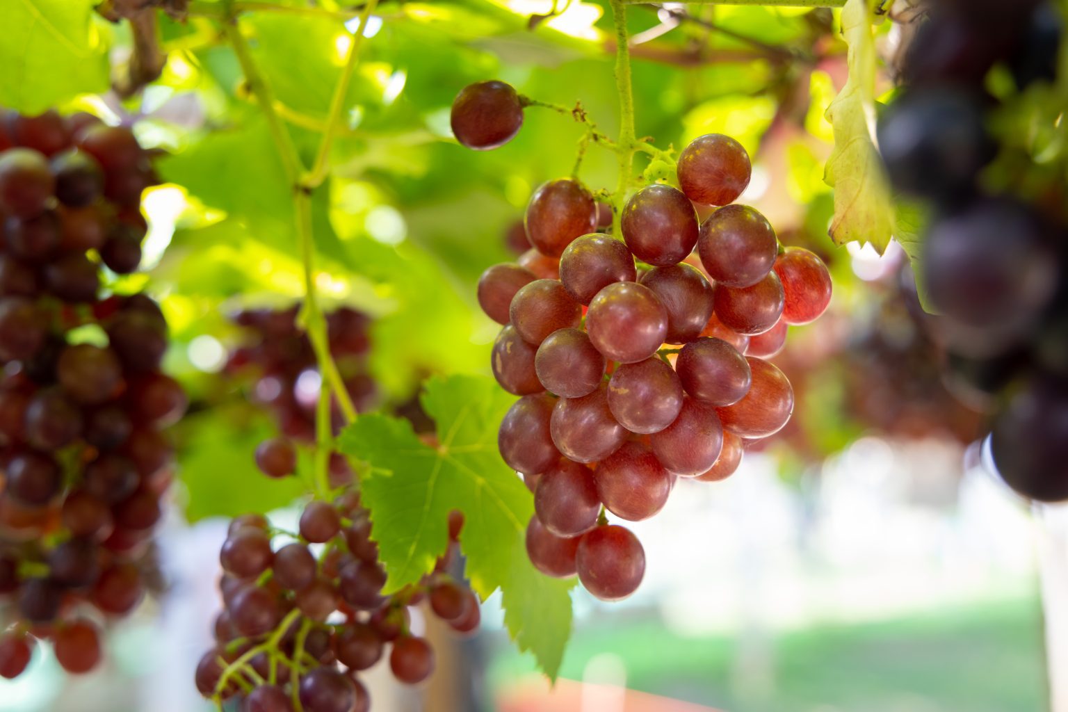 Many grapes