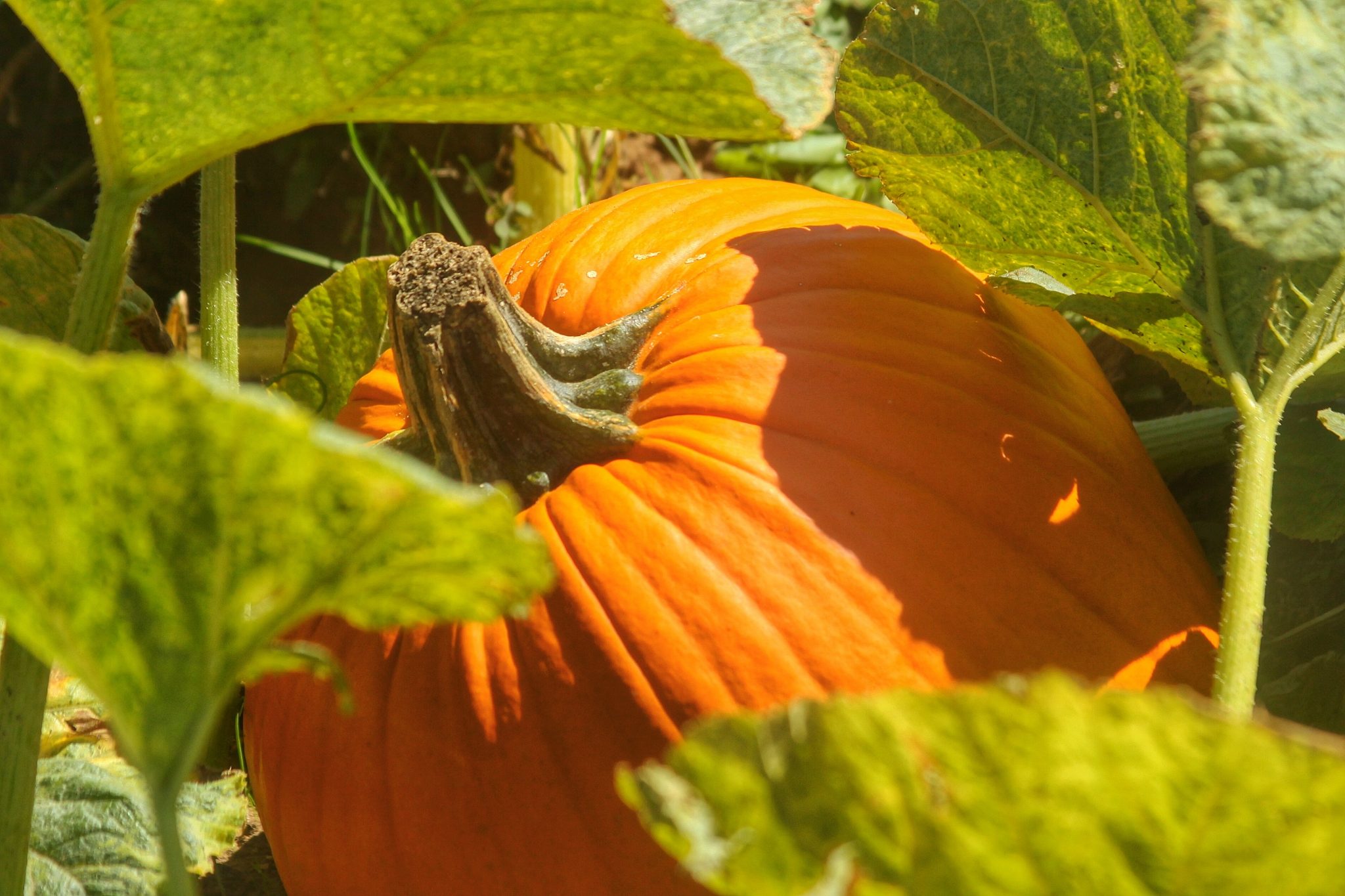 Harvesting, Curing, and Post Harvest Care of Pumpkins and Winter Squash ...