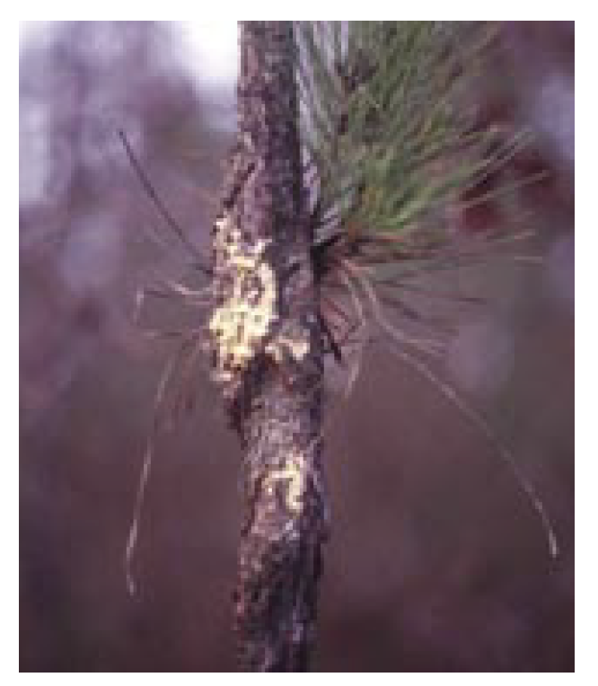 Spotlight on Fusiform Rust Disease | Cairns Tree Lopping Pros