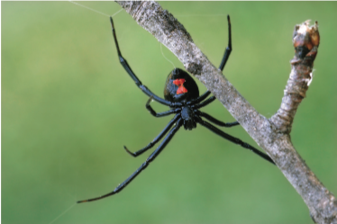 black widow spider life cycle
