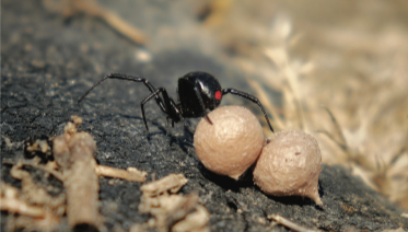 black widow spiderlings