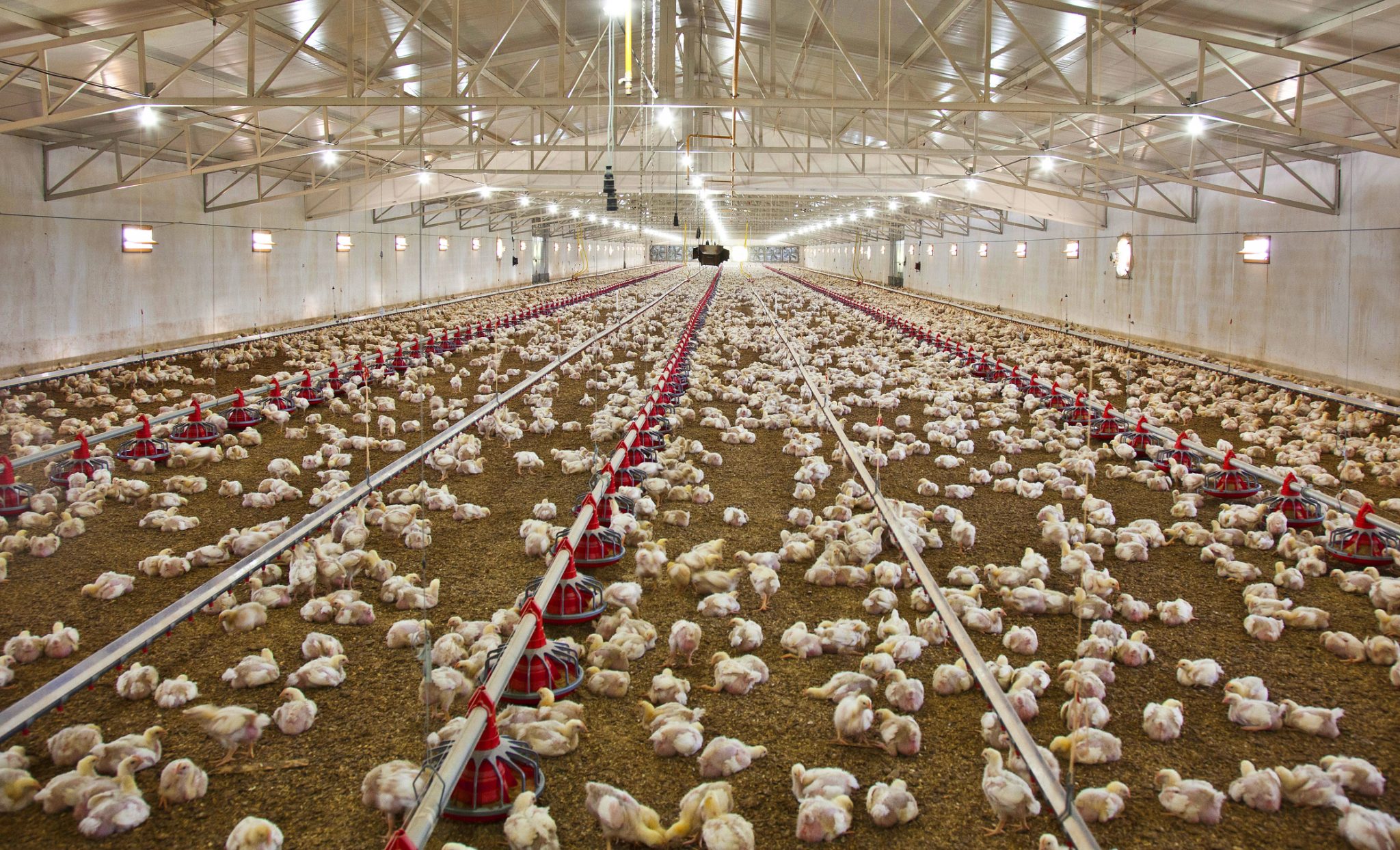 poultry farm for sale in alabama