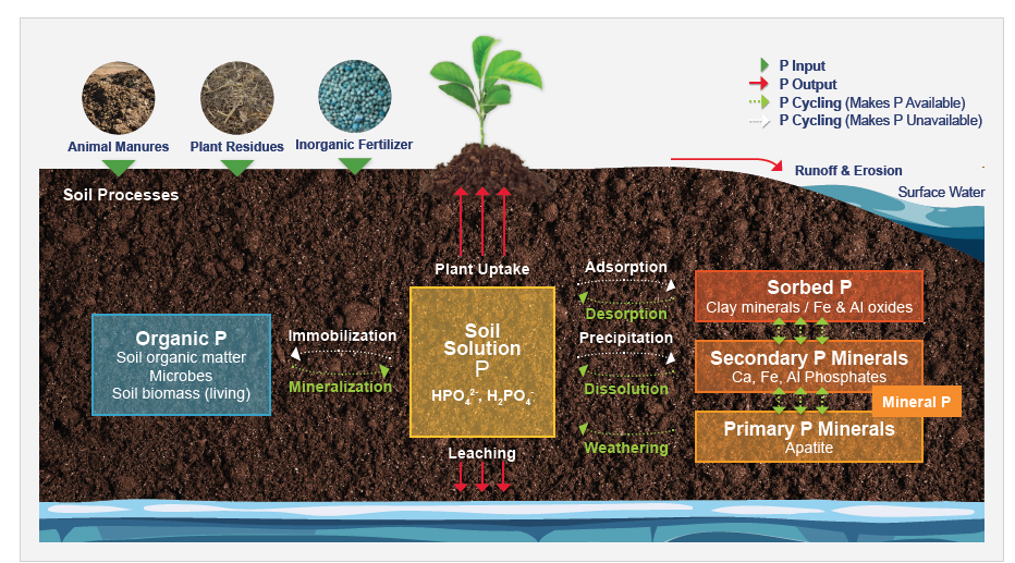 phosphorus-basics-understanding-phosphorus-forms-and-their-cycling-in