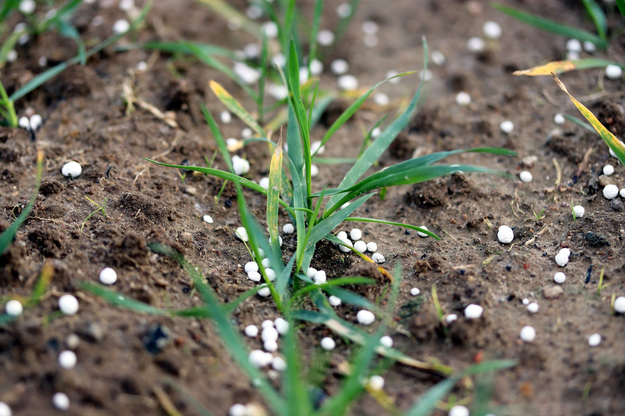 Phosphorus Basics Understanding Phosphorus Forms And Their Cycling In 