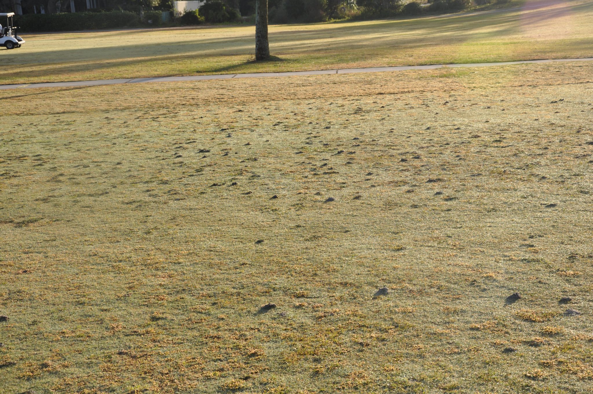 Figure 12. Mole crickets produce numerous small mounds of soil. They are smaller than fire ant mounds and can be flattened during mowing, which kills the grass underneath.