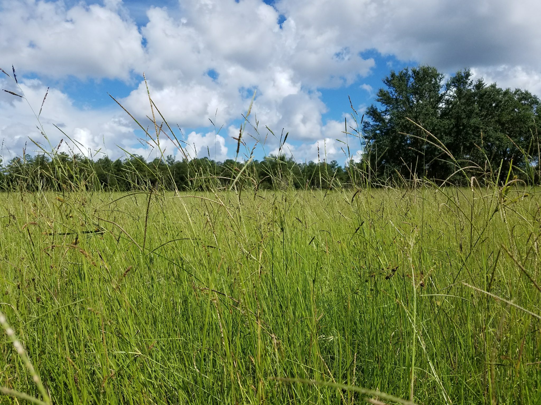 fescue pasture grass