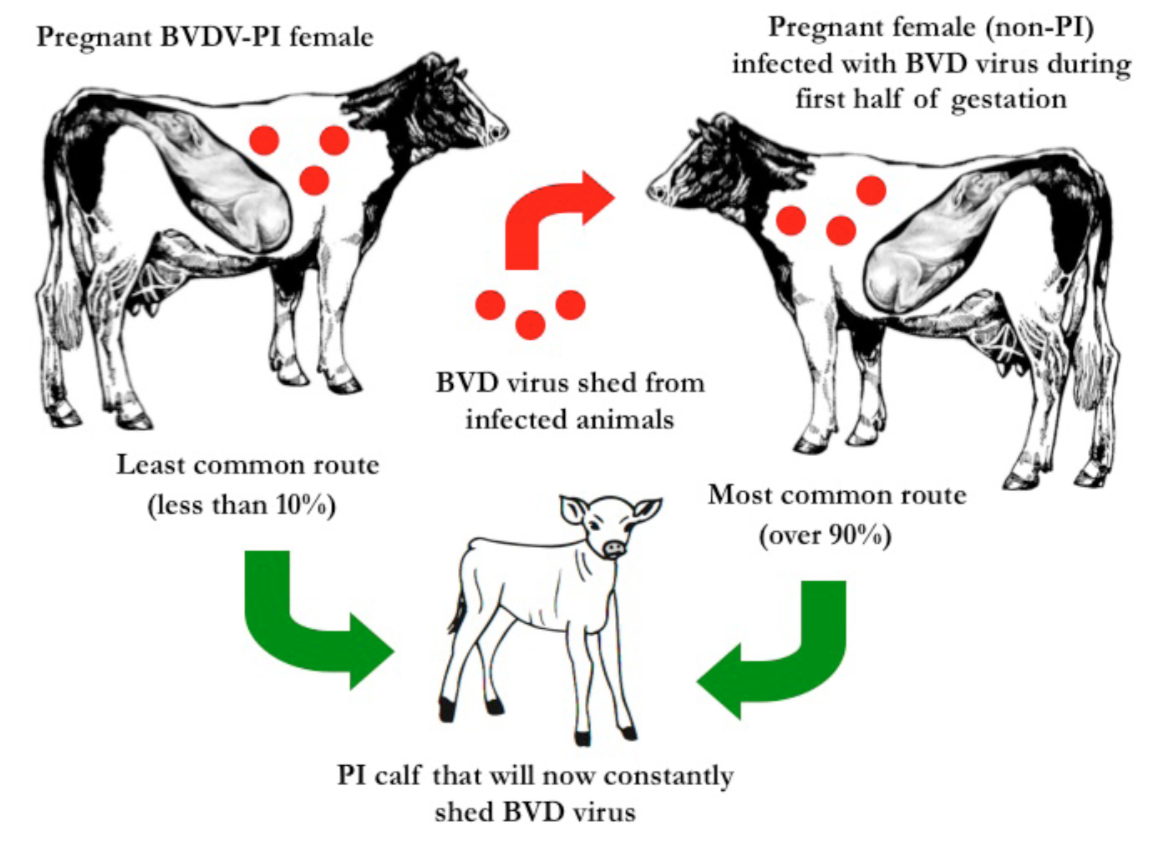 Bovine Viral Diarrhea Virus - Alabama Cooperative Extension System