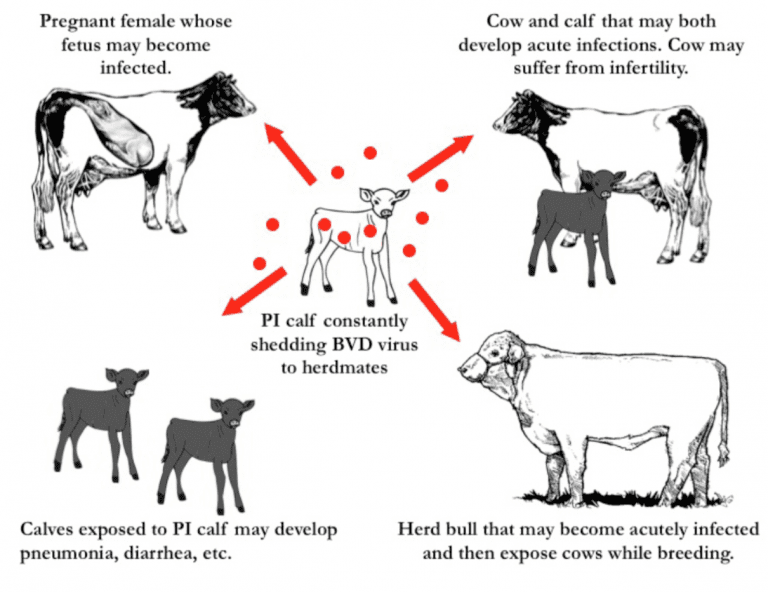 Bovine Viral Diarrhea Virus - Alabama Cooperative Extension System