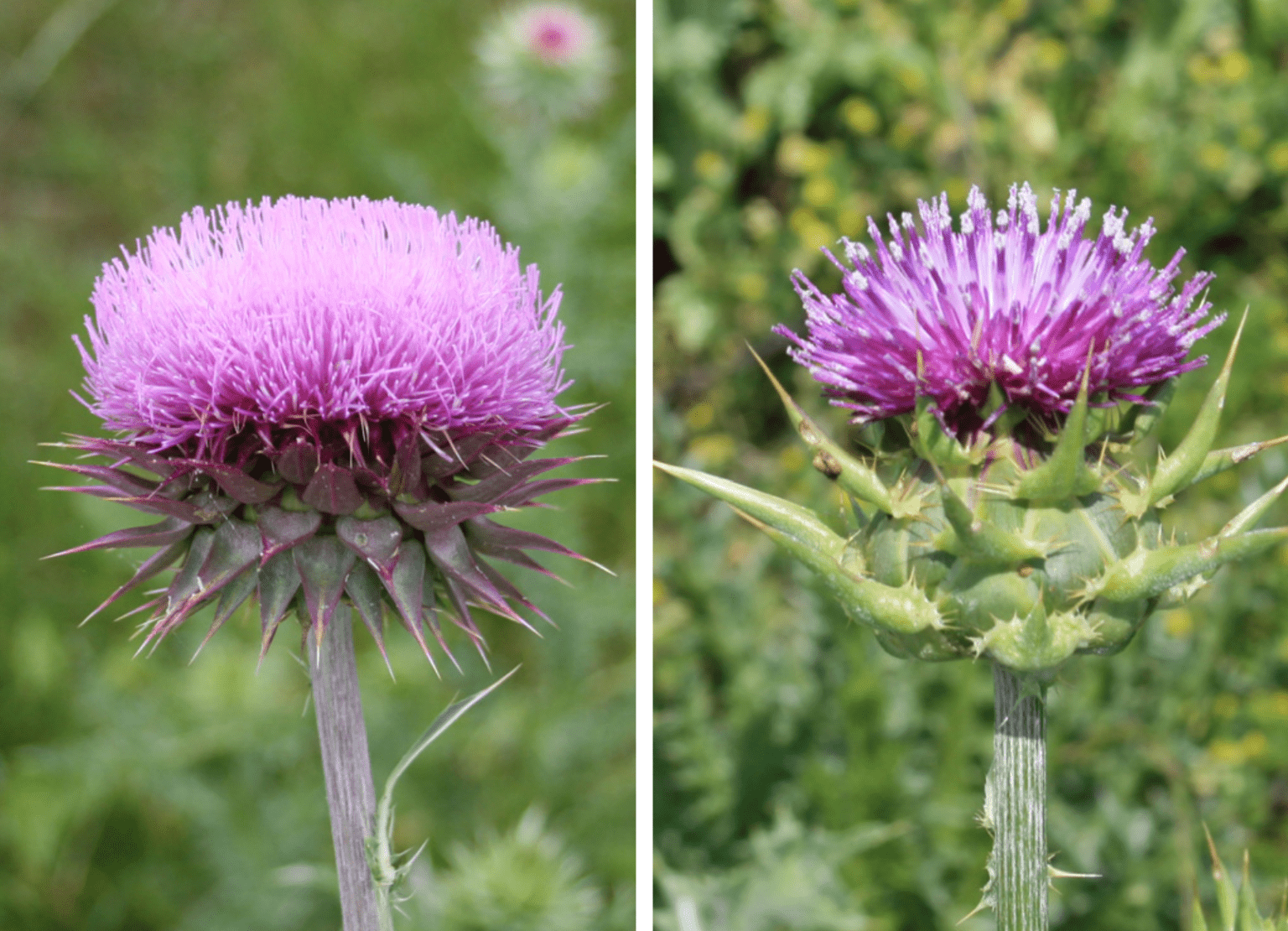 Thistle Control in Pastures and Hayfields - Alabama Cooperative 