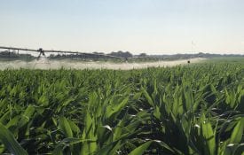 irrigated corn