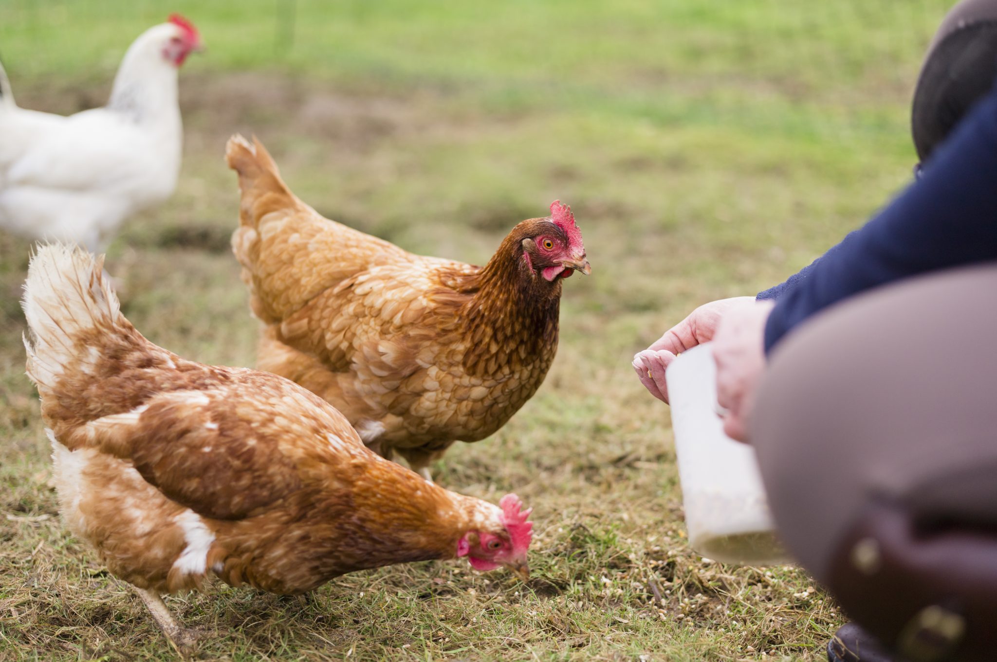 Nutrition for Backyard Chicken Flocks - Alabama Cooperative Extension System