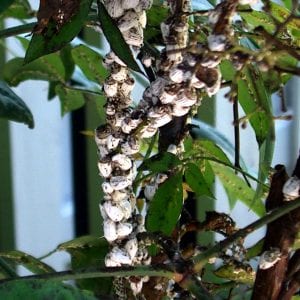 Controlling Scale Insects and Mealybugs - Alabama Cooperative Extension  System