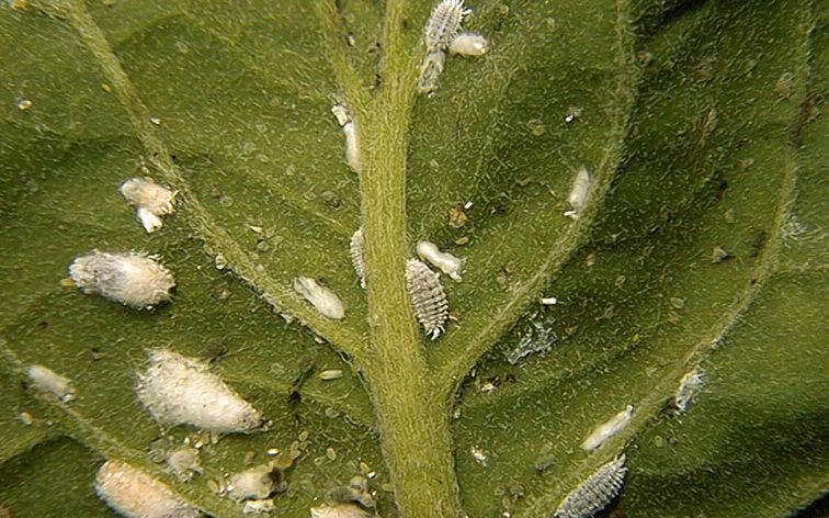 Controlling Scale Insects and Mealybugs - Alabama Cooperative Extension  System