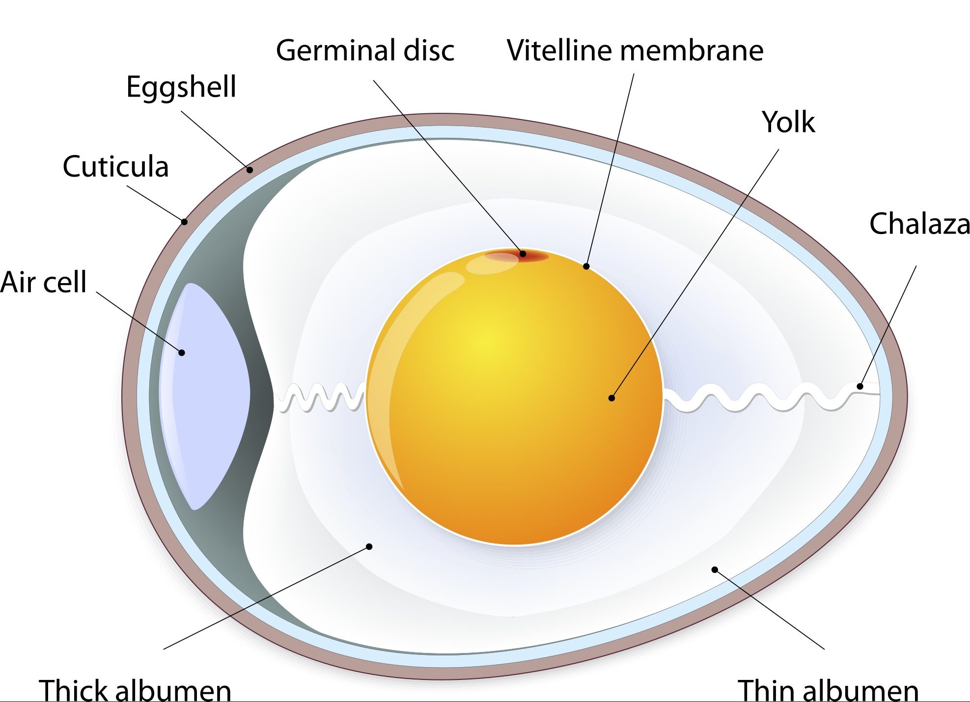 Structure Of An Egg Alabama Cooperative Extension System