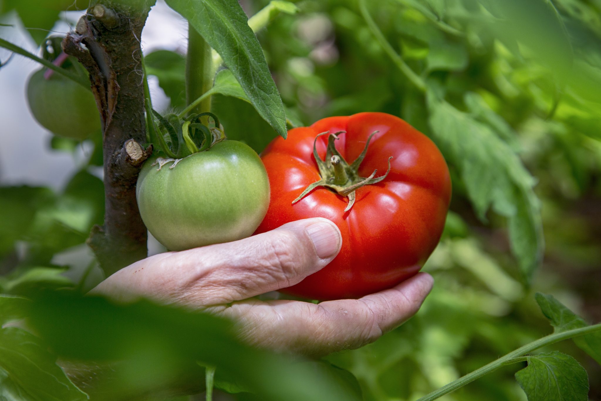 How to Plant and Grow Beefsteak Tomatoes