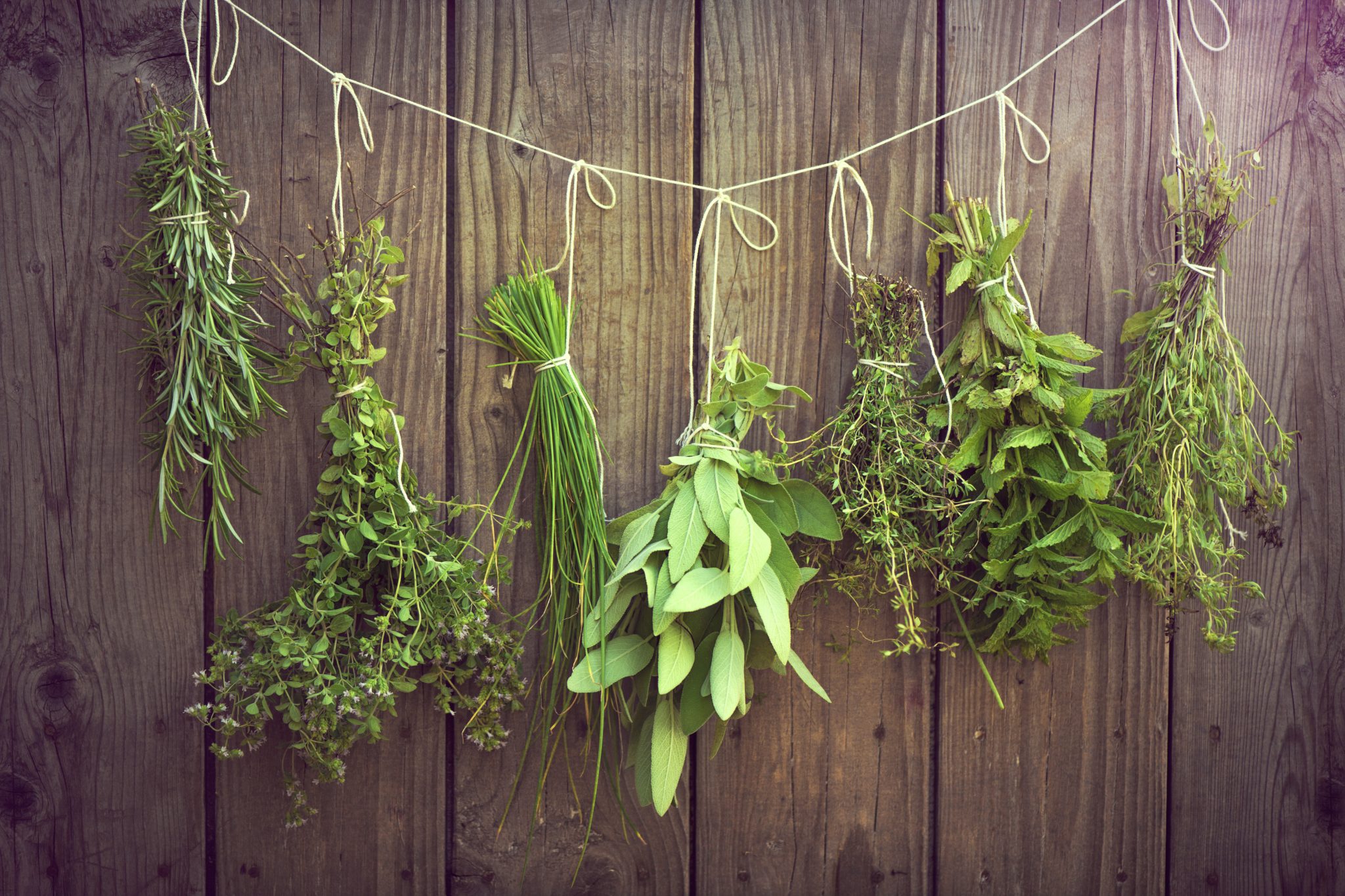 Herb bunches hanging on rope against wooden fence