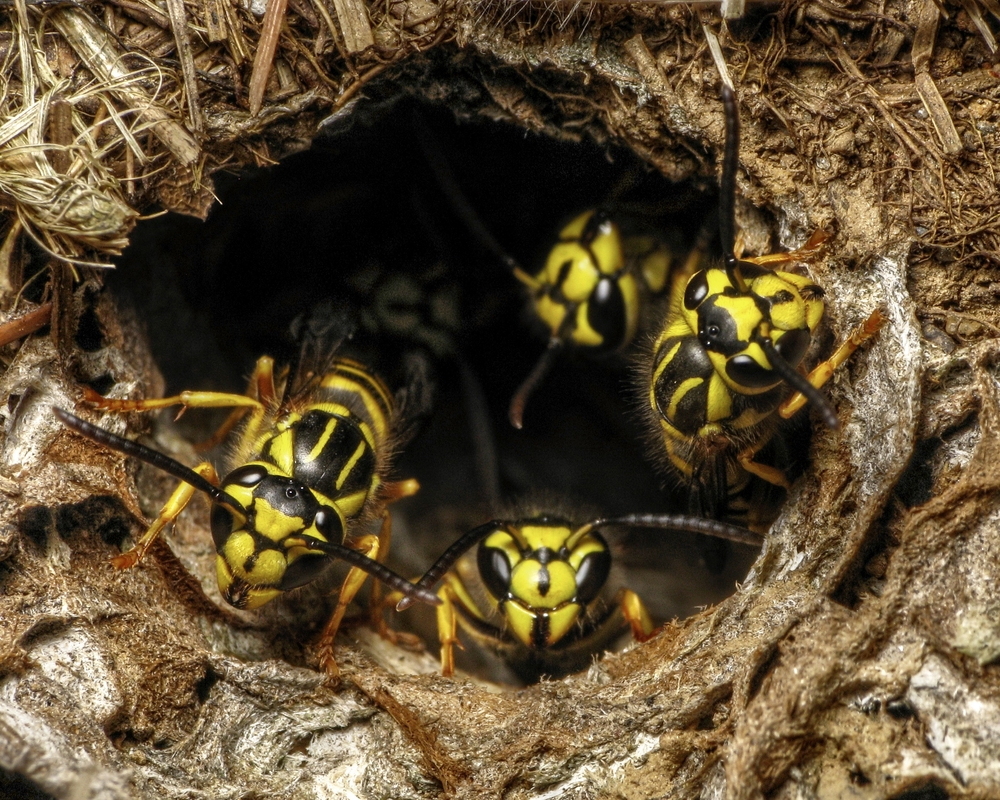 Lookout for Yellow Jackets - Outdoor Stinging Insects - Alabama Cooperative  Extension System
