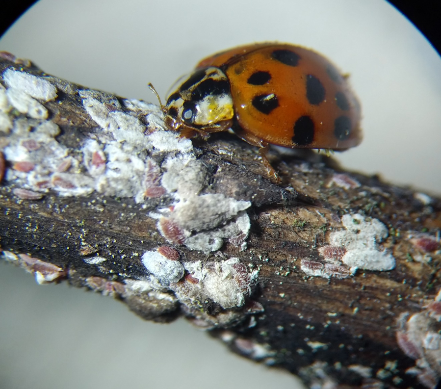 Ladybugs Potential Natural Enemies of Crape Myrtle Bark Scale - Alabama  Cooperative Extension System