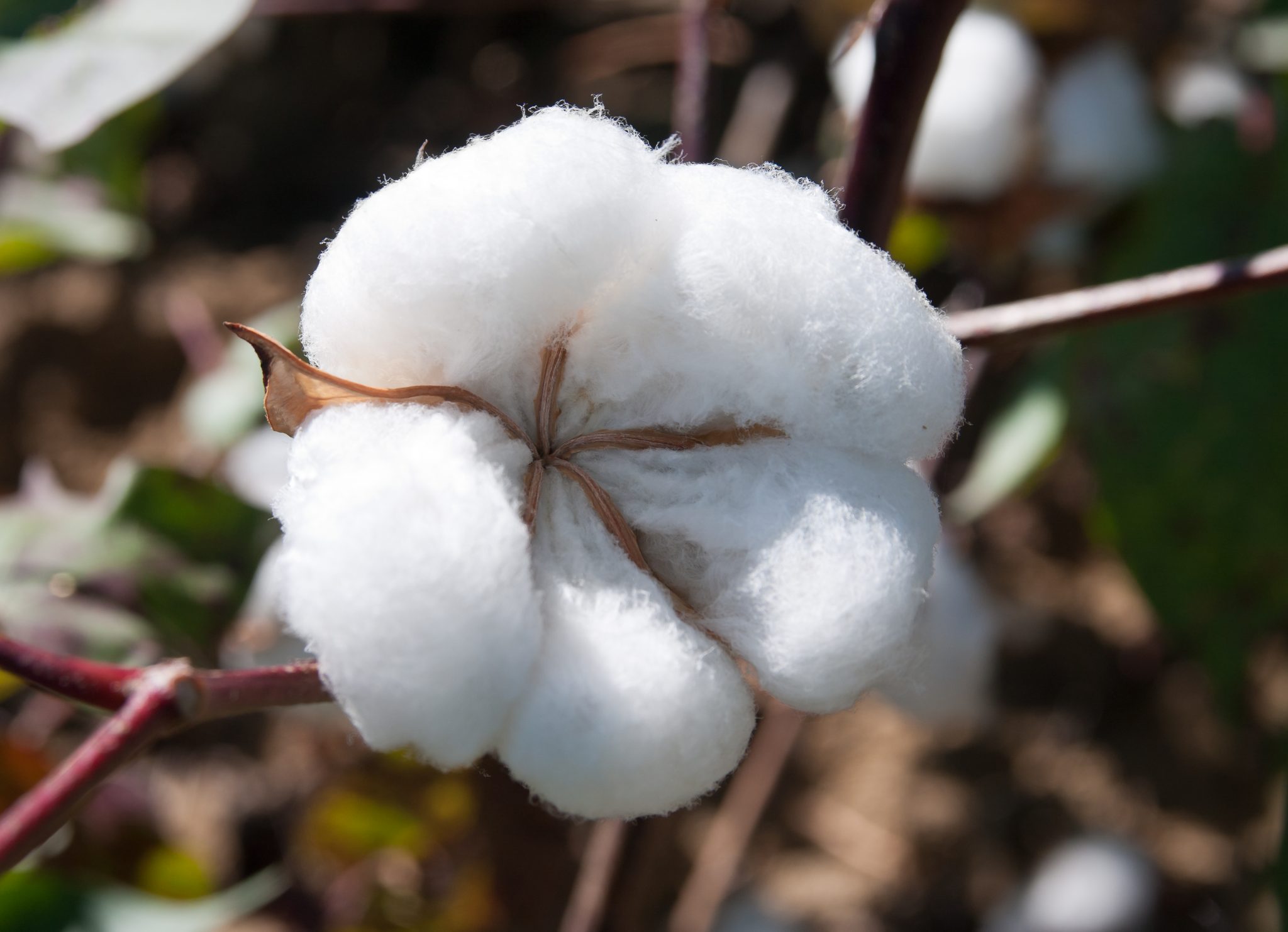 How To Think About Cotton Plant Growth Regulators Alabama 