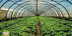 Greenhouse or hoop house, growing food.