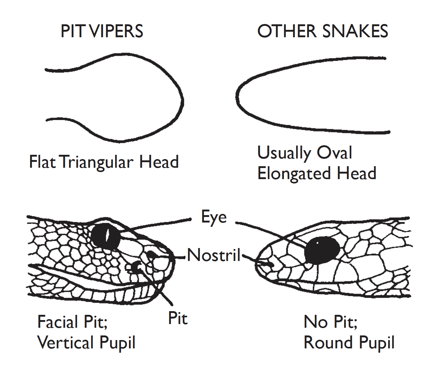 Black Viper Snake Head