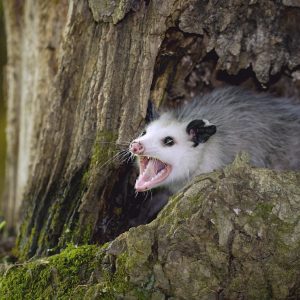 Opossum-Gape-e1586557721835-300x300.jpg