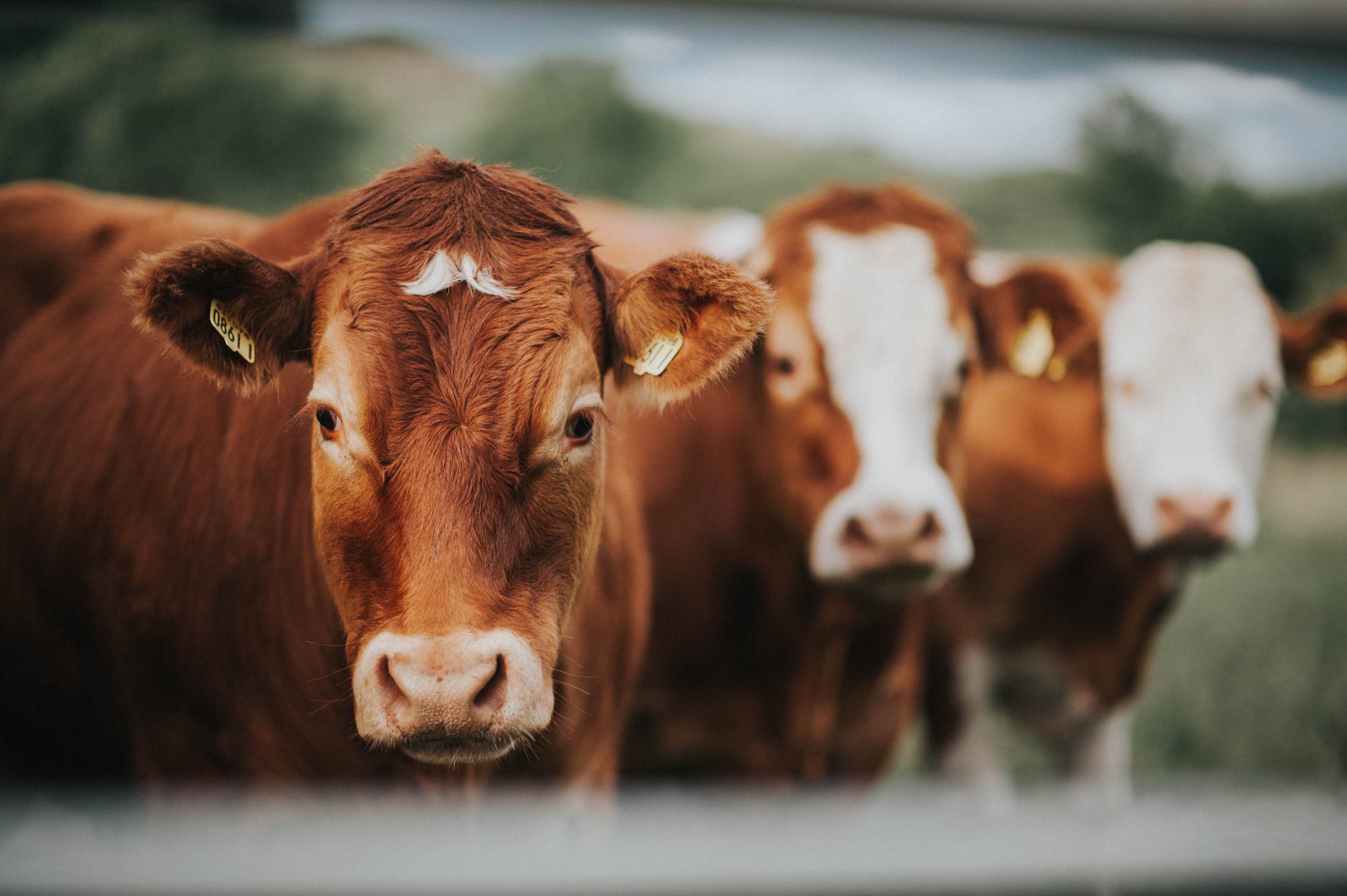 Whole Cottonseed Use In Beef Cattle Diets Alabama Cooperative 