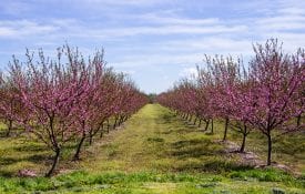 Pruning Peach Trees - Alabama Cooperative Extension System