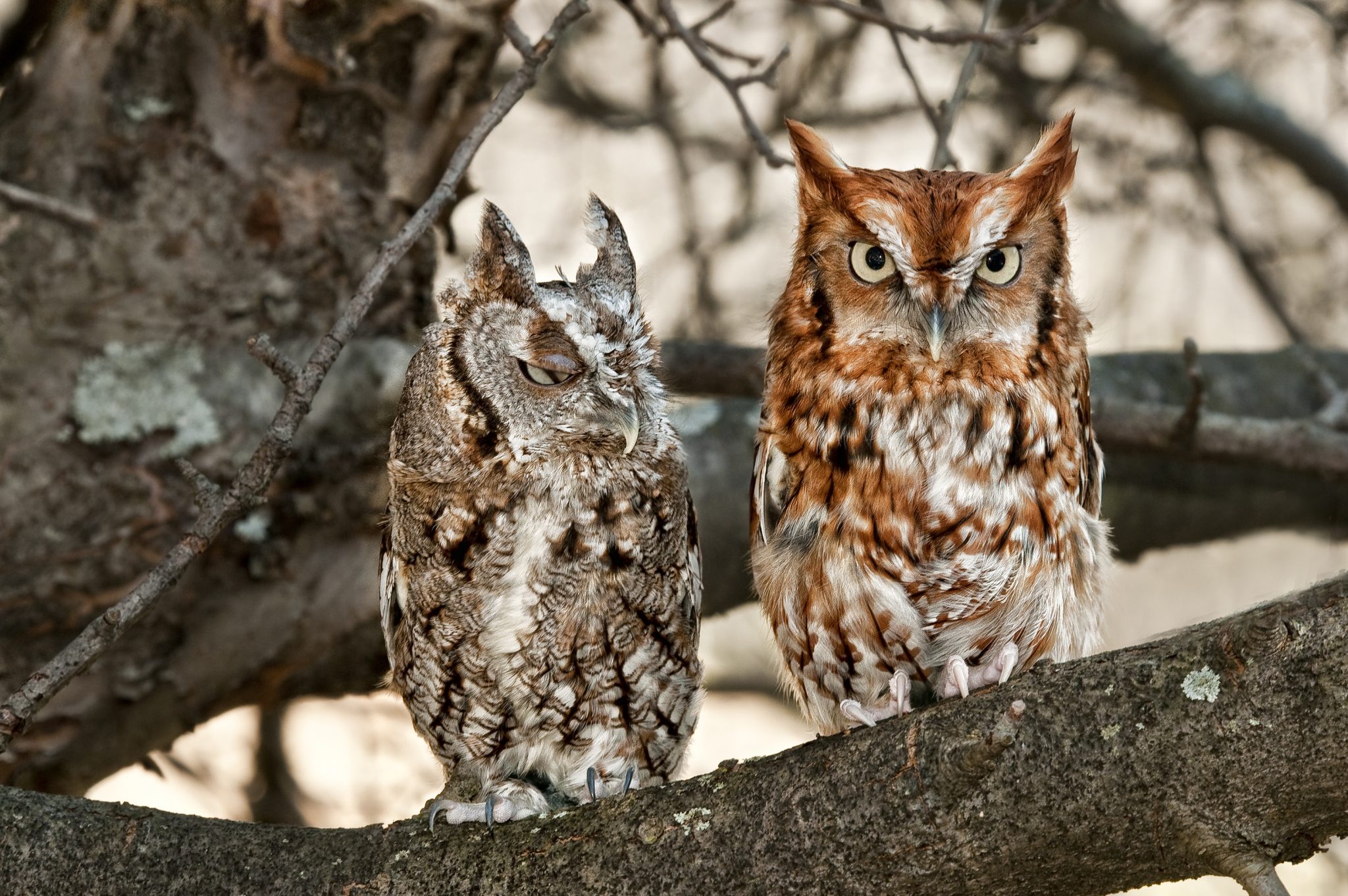 Owls of Alabama | The Bibb Voice