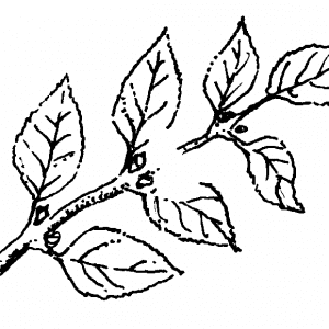 Figure 4a. Cut small branches just above leaf nodes.