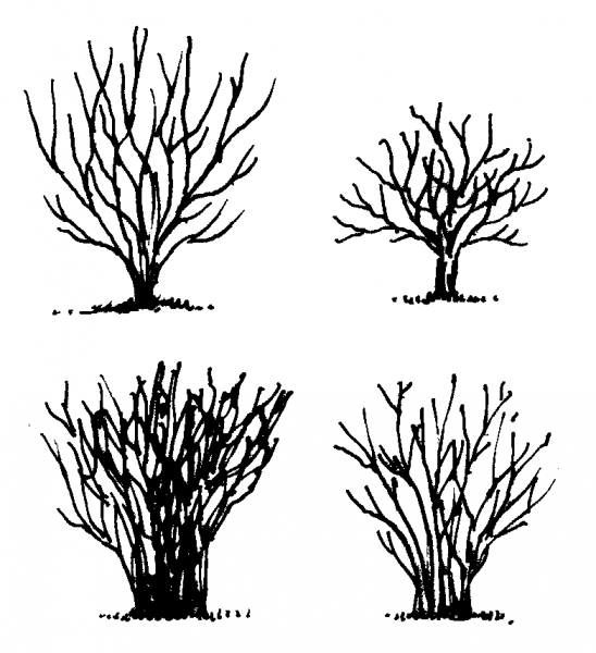 Figure 4d. Examples of proper pruning methods.