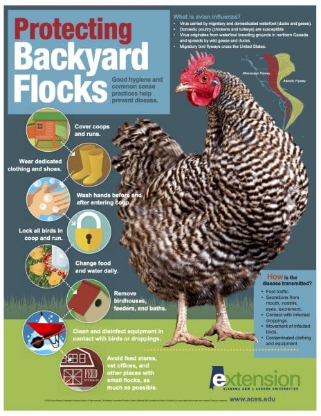 Prevent buffalo gnats from compromising backyard chickens