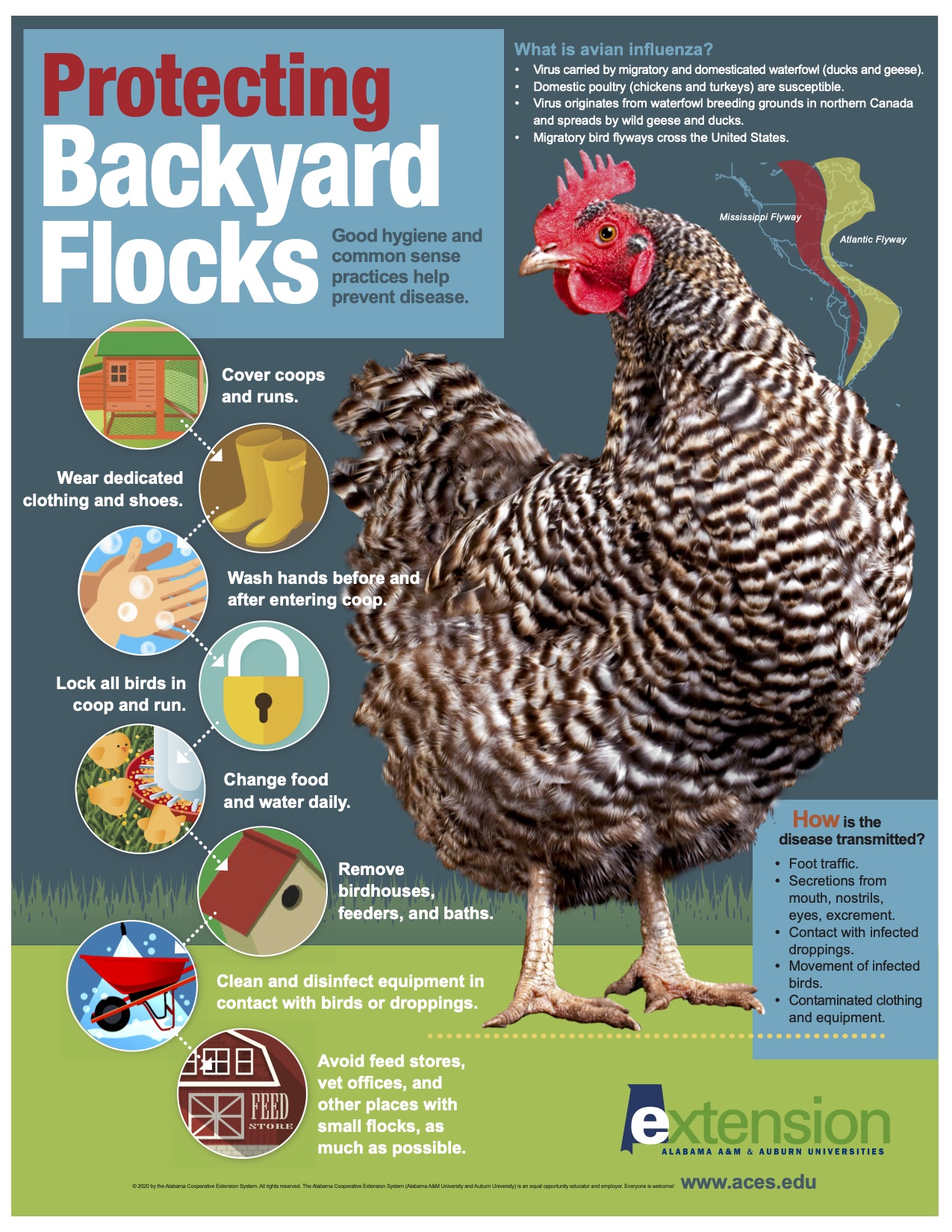 Protecting Backyard Flocks Alabama Cooperative Extension System