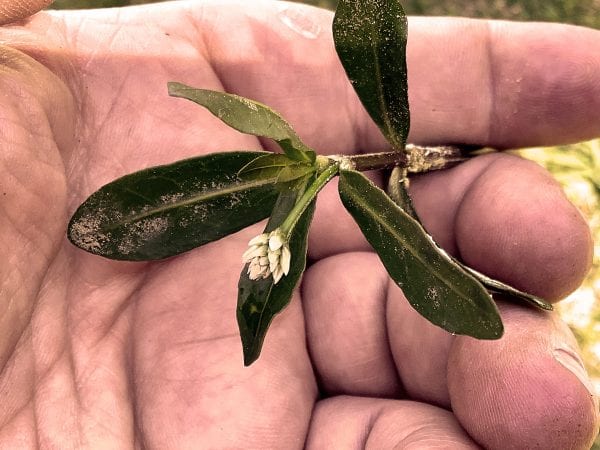 Figure 1. Alligator weed