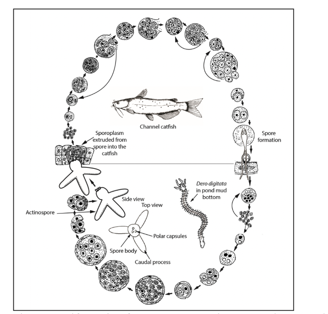 Proliferative Gill Disease - Alabama Cooperative Extension System