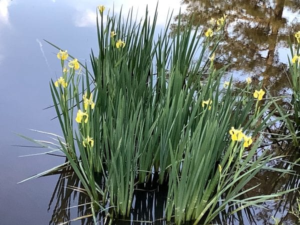 Figure 4. Yellow bog iris