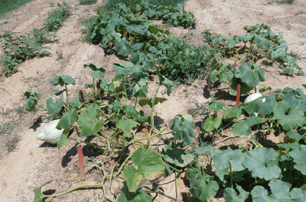hubbard squash damage by squash insect pests