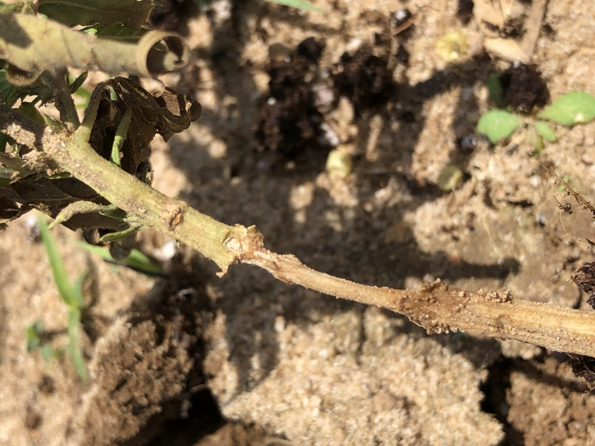 Fire Ants Causing Early Damage In Alabama Hemp - Alabama Cooperative 