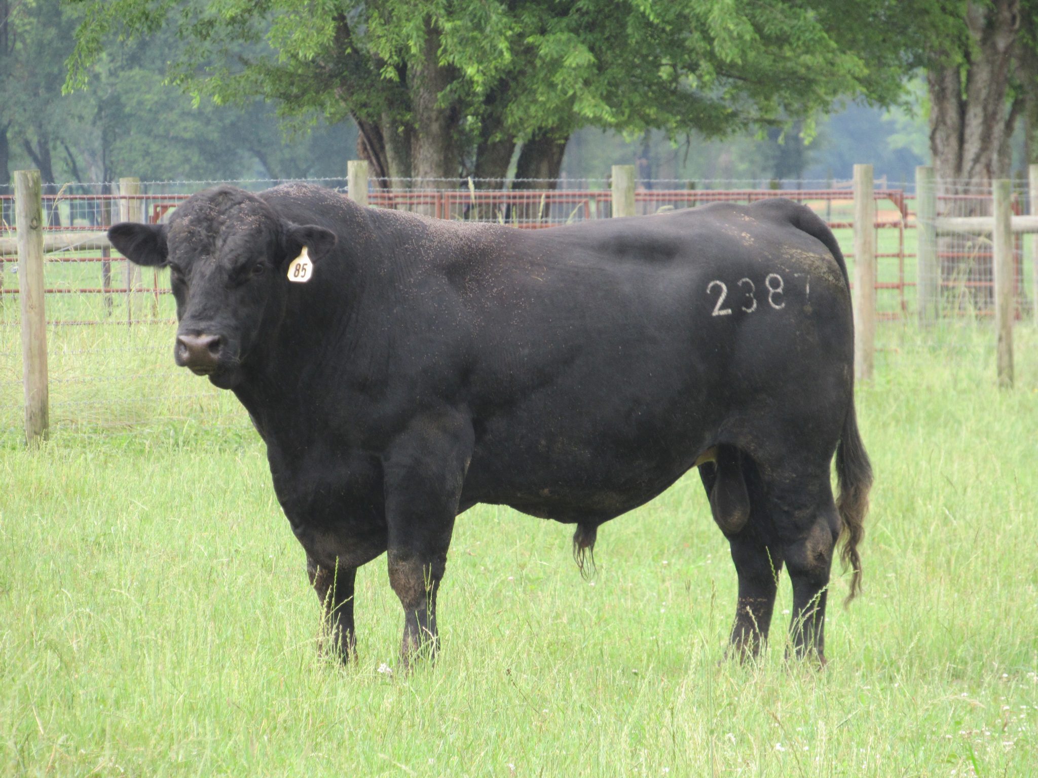 Cattle Chat: Caring for growing bulls