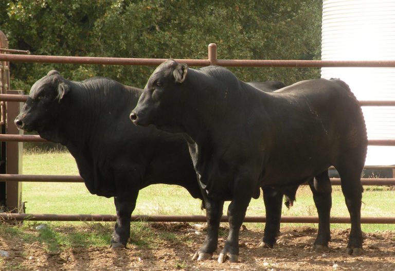 Nutritional Strategies for Bull Development and Maintenance - Alabama ...