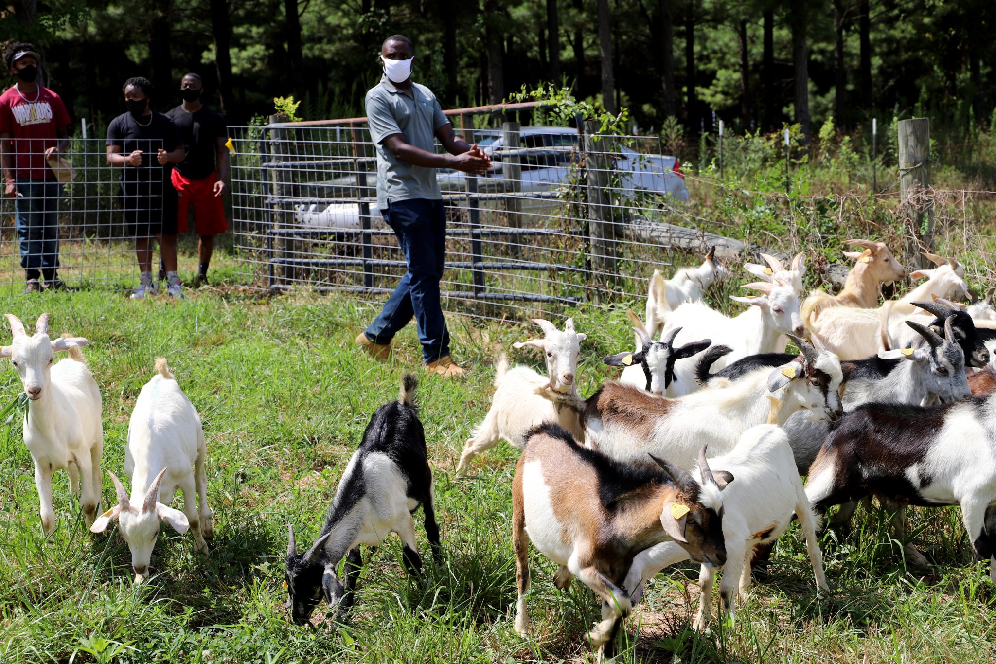 Extension Goat Project Moves to Next Phase Alabama ...