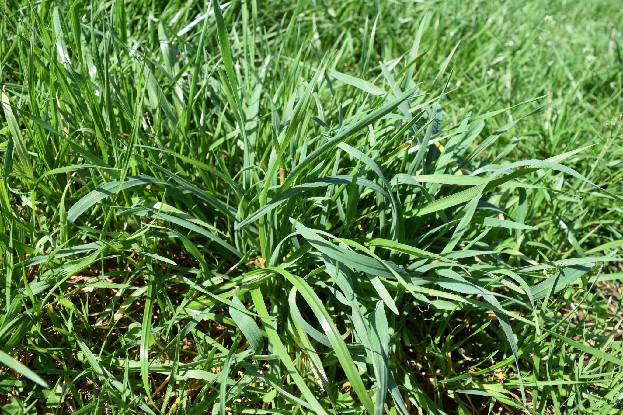 Late-Planted Annual Ryegrass in Alabama - Alabama Cooperative Extension ...