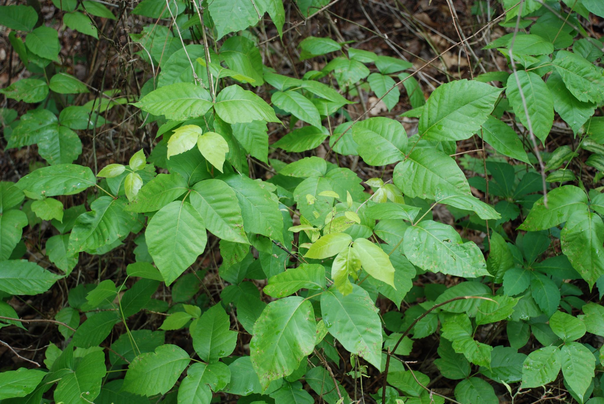 poison ivy images