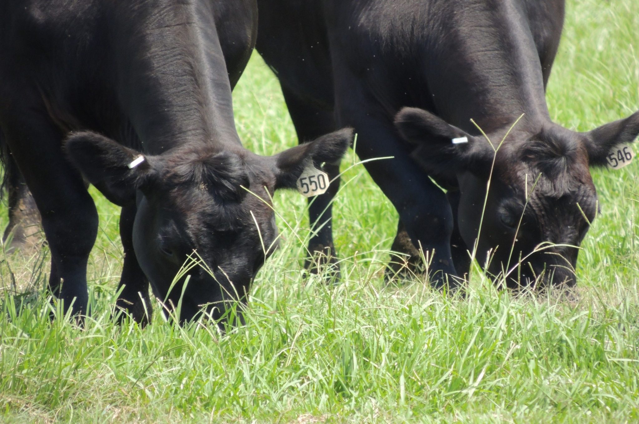 growing rye grass for cattle