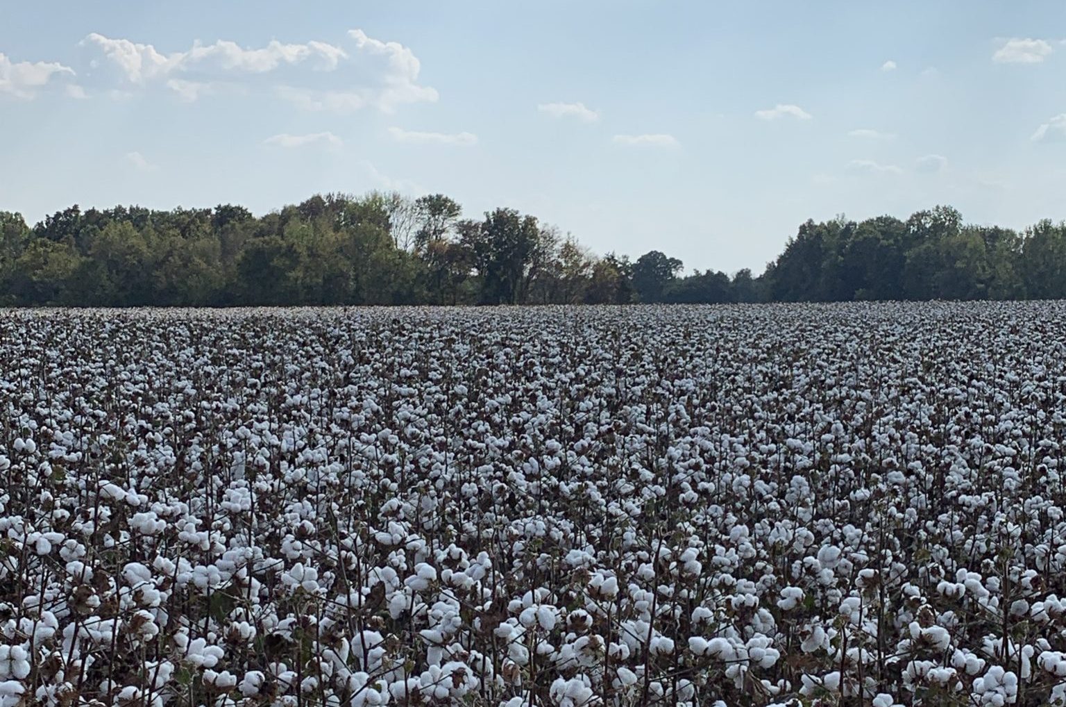 Application of Cotton Defoliation Aids in Alabama - Alabama