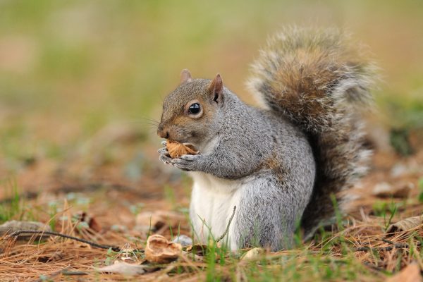 Squirrel Trapping & Legalities: What You Need to Know