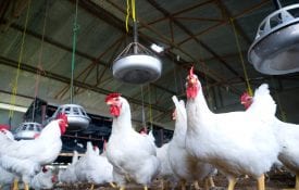 poultry farm management excel template